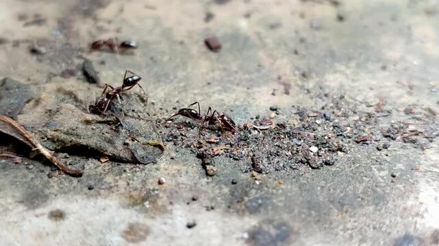 Odontomachus bauri or trap-jaw ant. This ant has unique jaw adaptations for hunting and survival, making it a fascinating species.