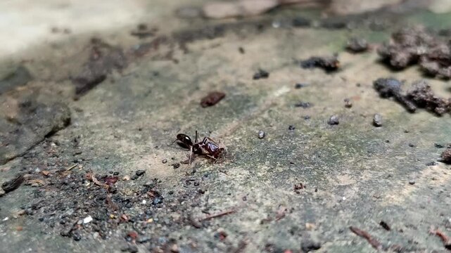 Odontomachus bauri or trap-jaw ant. This ant has unique jaw adaptations for hunting and survival, making it a fascinating species.