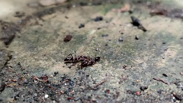 Odontomachus bauri or trap-jaw ant. This ant has unique jaw adaptations for hunting and survival, making it a fascinating species.