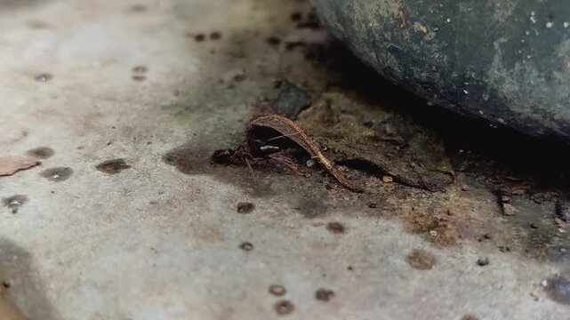 Odontomachus bauri or trap-jaw ant. This ant has unique jaw adaptations for hunting and survival, making it a fascinating species.
