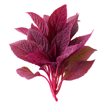 Vibrant magenta iresine herbstii plant with textured leaves on transparent background