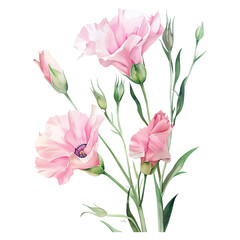 Naklejka premium Watercolor Pink Lisianthus Flowers and Buds on transparent background