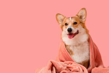 Cute Corgi dog with plaid on pink background