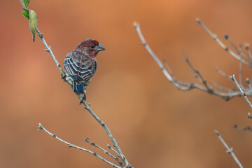 Male house finch perched on a bare tree branch.