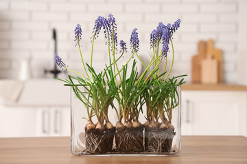 Glass vase with beautiful Muscari flowers on wooden table in kitchen