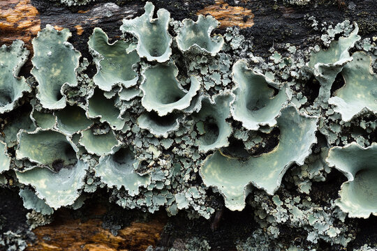 Close-up view of green lichen growing on a tree trunk