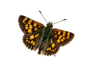 Checkered skipper butterfly with intricate yellow and black wing patterns, isolated on a white background