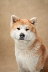 Akita dog sitting calmly on a beige background. The dog looks composed and relaxed.