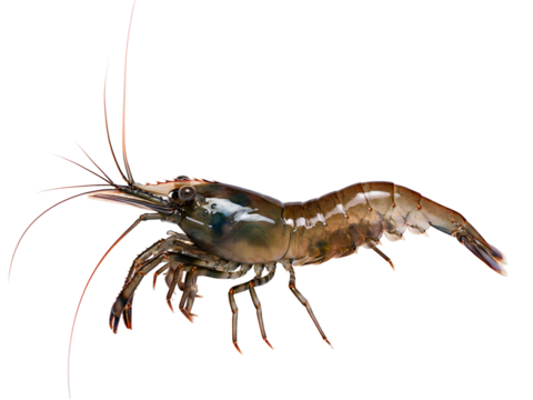 Close-up of a Shrimp, Isolated on White Background A Detailed View of the Aquatic Crustacean