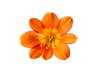 A single vibrant orange Clivia miniata flower in full bloom, showcasing its delicate petals and yellow center, isolated on a pure white background