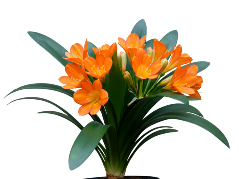Vibrant cluster of radiant orange Clivia miniata flowers with lush green leaves, a stunning potted ornamental plant isolated on a pure white background for clear display