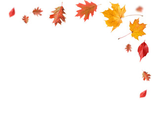 Autumn leaves flying in air on white background