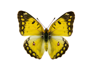 Vibrant Yellow Butterfly Isolated on White Background A Detailed Macro Shot
