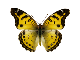 Detailed close-up studio shot of a vibrant yellow butterfly with black markings on its wings, isolated on a white background