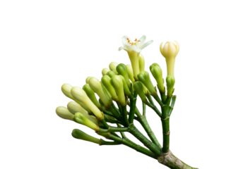 A delicate sprig of unbloomed clove flower buds with a single blossom on a stark white background