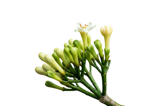 A delicate sprig of unbloomed clove flower buds with a single blossom on a stark white background
