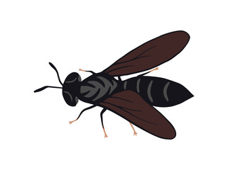 Black Soldier Fly or Hermetia Illucens
