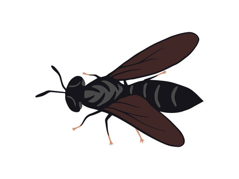 Black Soldier Fly or Hermetia Illucens
