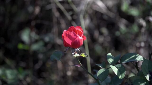 A red rosebud, about to bloom, trembled in the early winter wind under the sunlight, its delicate blossoms holding the power to burst forth.