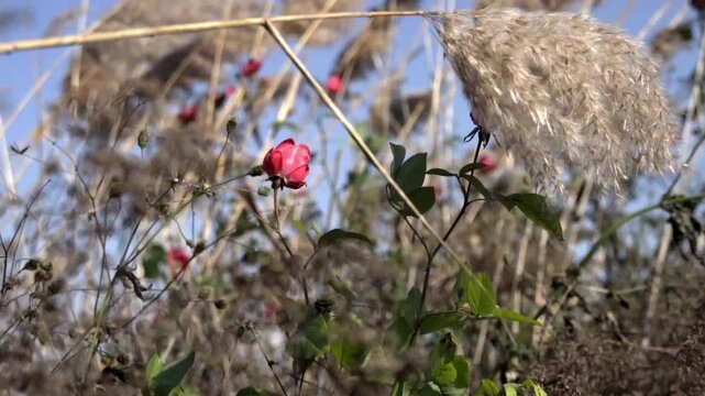 The thatch has withered, but the red roses bloom beautifully among it; the thatch brushes against the flowers, trying to absorb their fragrance.