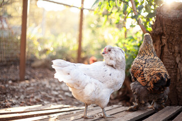 chicken on the farm
