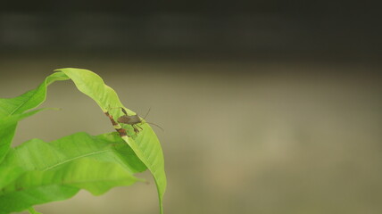 A brown stinky bug is perched on the leaves of a mango tree