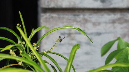 A black wasp landed on a zodia flower
