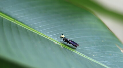 A large and long black wasp walks on a leaf