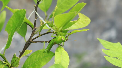 A green grasshopper is perched on an orange tree.