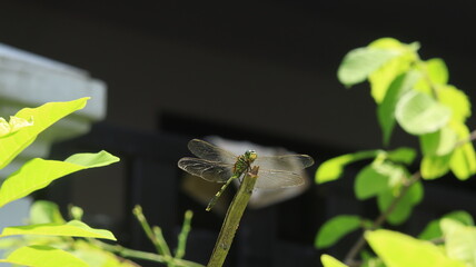 A green dragonfly perched on the tip of a branch