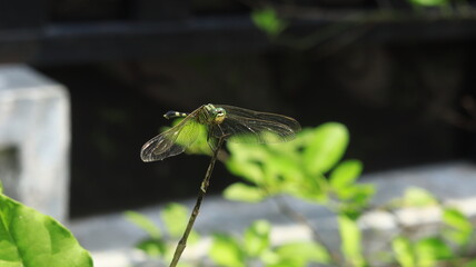 A green dragonfly perched on the tip of a branch