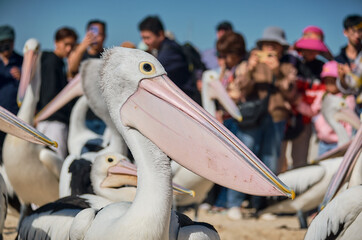 pelicans gathering near coastal water in labrador beach