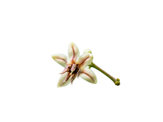 Detailed macro photograph of a single fresh cacao tree flower, showcasing its delicate star-shaped petals and intricate patterns, isolated on a pure white background