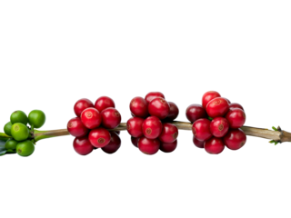 Coffee cherries at different stages of ripeness on a branch against a plain white background