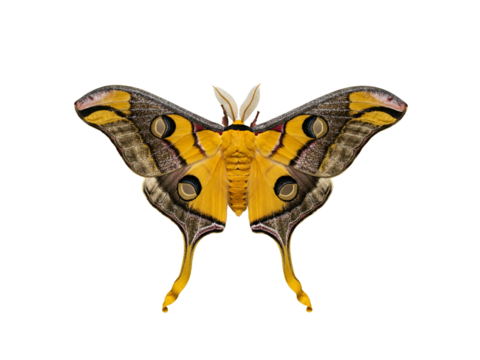 Spectacular Saturnidae Moth with Intricate Wing Patterns Isolated on White Background