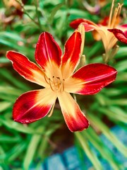 red lily flower