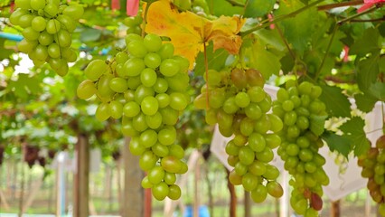 Green grapes hanging on vine in grape farm.