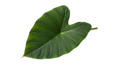 Closeup of a vibrant green taro leaf, showcasing its intricate veins and unique shape, isolated on transparent background