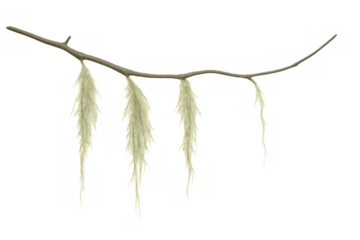 Tree branch with hanging spanish moss, epiphyte plant creating natural texture on transparent background
