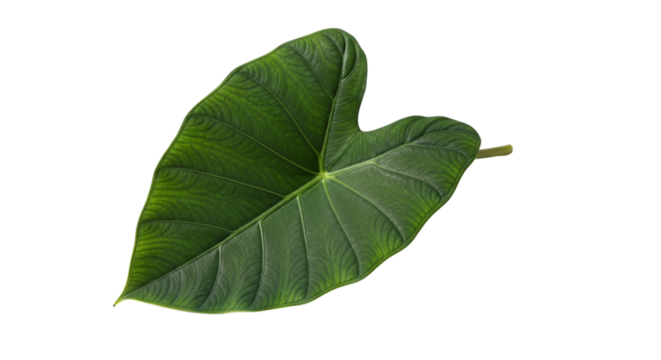 Closeup of a vibrant green taro leaf, showcasing its intricate veins and unique shape, isolated on transparent background