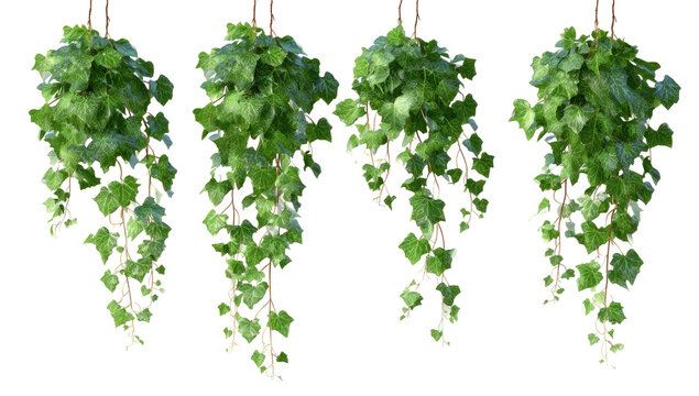 Four hanging, dense green ivy plants