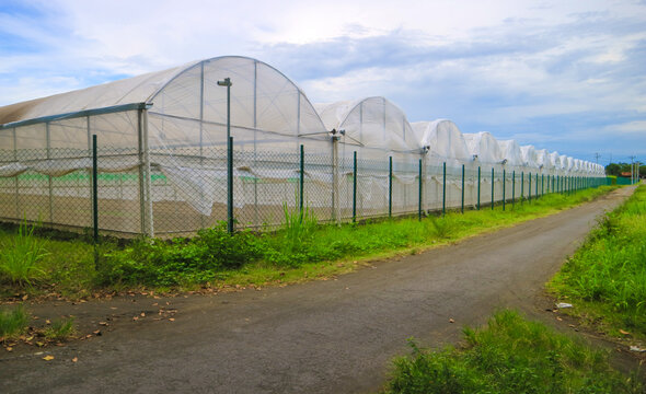 Exterior greenhouse tropical farming facility