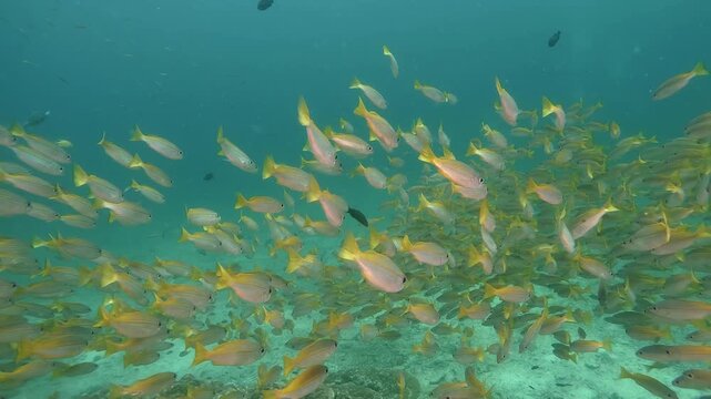 a pack of Yellow snappers swim in the blue water,, underwater in slow-motion cinematic high resolution