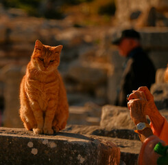 A close up of a yellow tabby cat with blurred background.