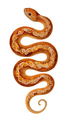 Obraz premium Beautifully detailed illustration of mustard colored snake with intricate ornamental patterns in watercolor style, showcasing its elegant curves and scales