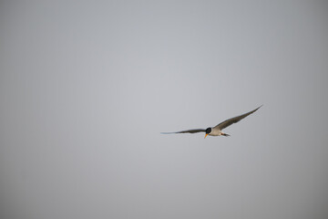 A common river tern in mid flight with its wings fully spread, soaring over the sky. The background is well blurred with lush green and blue sky.