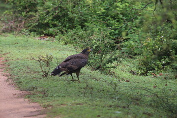 Crested Serpent Eagle (Spilornis cheela)