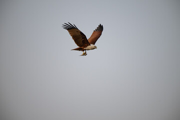 A vibrant Brahminy kite in full flight with carrying hunted fish in legs . The background is clear, bright, textured sky.