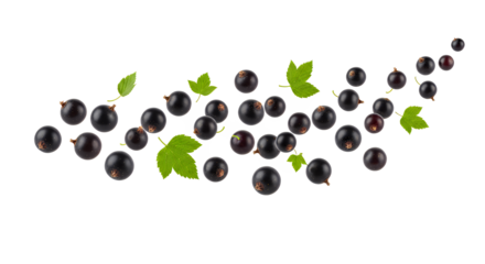 Fresh black currants with green leaves isolated on white background, healthy fruit concept