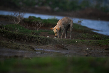 A stray tan colored dog foraging on a muddy, grassy embankment near a body of water.